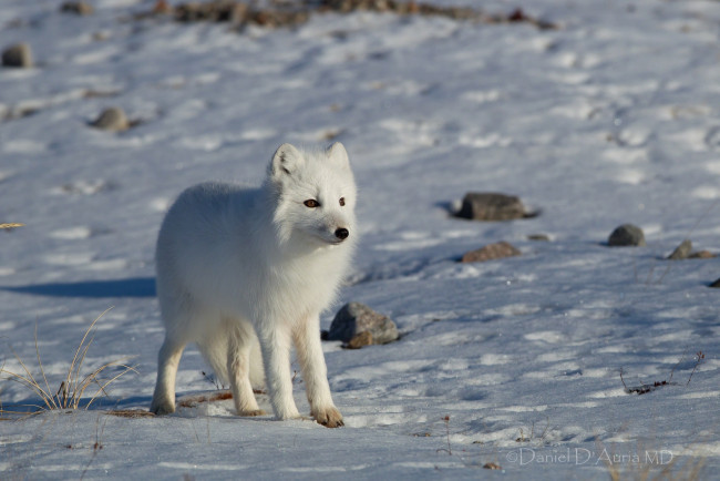 Обои картинки фото животные, песцы, белый, пушистый, снег