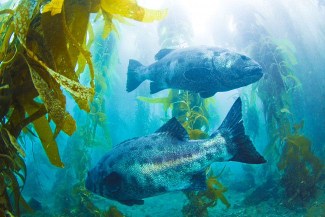 Обои картинки фото животные, рыбы, водоросли