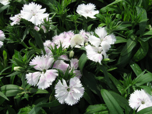 Картинка цветы гвоздики сад