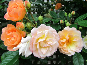 Картинка цветы розы куст