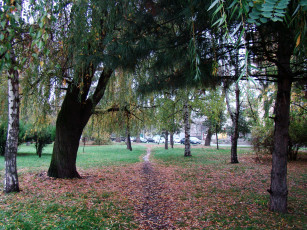 Картинка природа парк