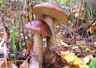 Картинка природа грибы двойня