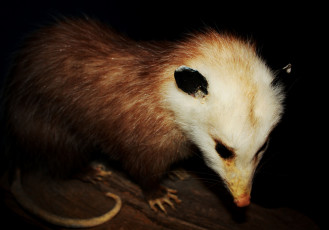 Картинка животные опоссумы хищник