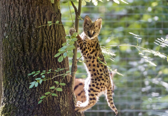 Картинка животные сервалы малыш дерево