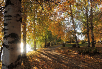 Картинка природа парк свет осень лес тропинка трава листва