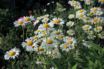 Картинка цветы ромашки сад клумба