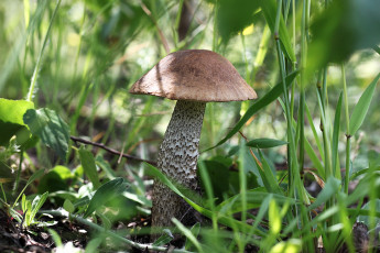 Картинка природа грибы крепыш