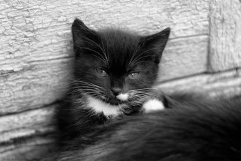 Картинка животные коты котейка