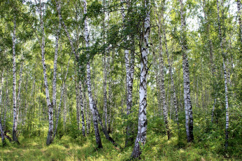 Картинка природа лес березы