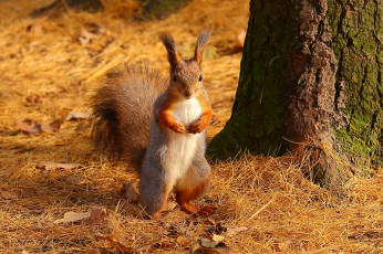 Картинка животные белки стойка