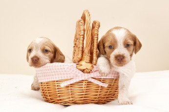 Картинка животные собаки щенки корзина