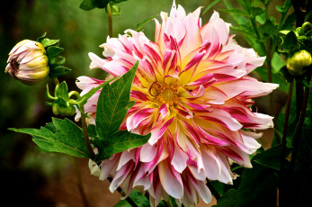 Картинка цветы георгины бутон лепестки макро