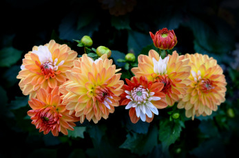 Картинка цветы георгины пестрый