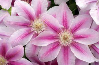 Картинка цветы клематис ломонос макро капли