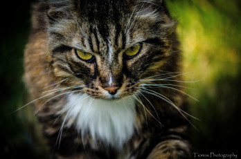 Картинка животные коты кошка морда