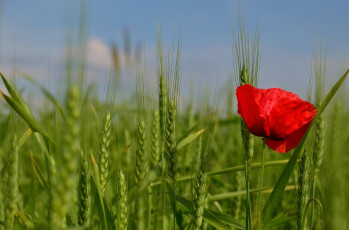 Картинка цветы маки поле