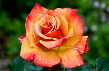 Картинка цветы розы королева