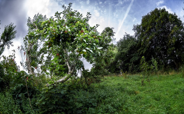 Картинка природа деревья плоды яблоня трава поляна