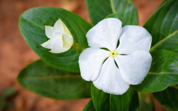 Картинка цветы катарантусы белый