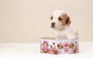 Картинка животные собаки щенок