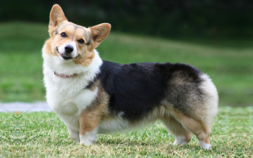 Картинка животные собаки вельш корги морда собака пемброк welsh corgi фон уши pembroke улыбка