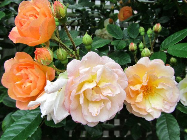 Обои картинки фото цветы, розы, куст