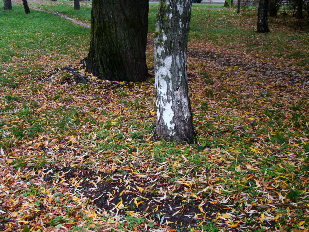 Обои картинки фото природа, парк