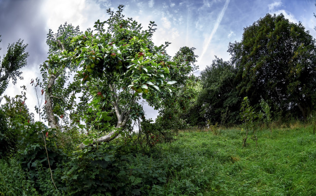 Обои картинки фото природа, деревья, плоды, яблоня, трава, поляна