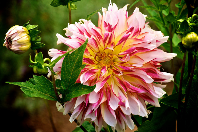 Обои картинки фото цветы, георгины, бутон, лепестки, макро