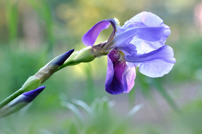 Обои картинки фото цветы, ирисы, касатик