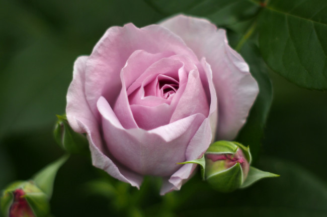 Обои картинки фото цветы, розы, бутон