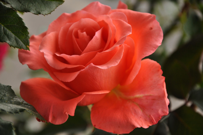 Обои картинки фото цветы, розы, роза, красная