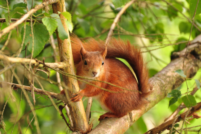 Обои картинки фото животные, белки, белка