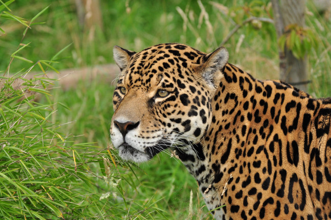 Обои картинки фото животные, Ягуары, морда, ягуар