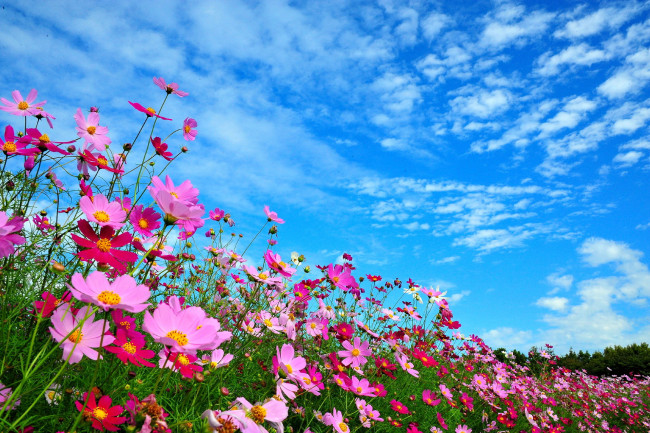 Обои картинки фото цветы, космея, лепестки, облака