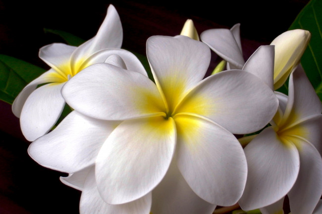 Обои картинки фото цветы, плюмерия, макро, тропики