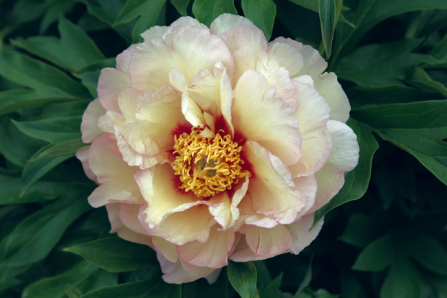 Обои картинки фото цветы, пионы, кремовый