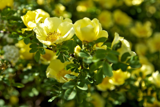 Обои картинки фото цветы, шиповник, куст