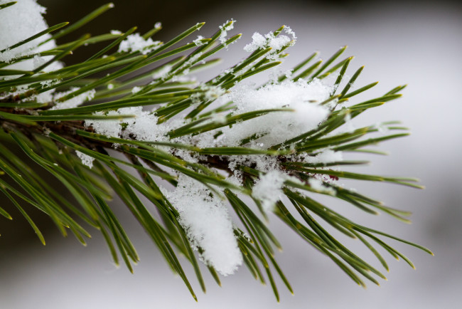 Обои картинки фото природа, макро, снег, хвоя, ветка
