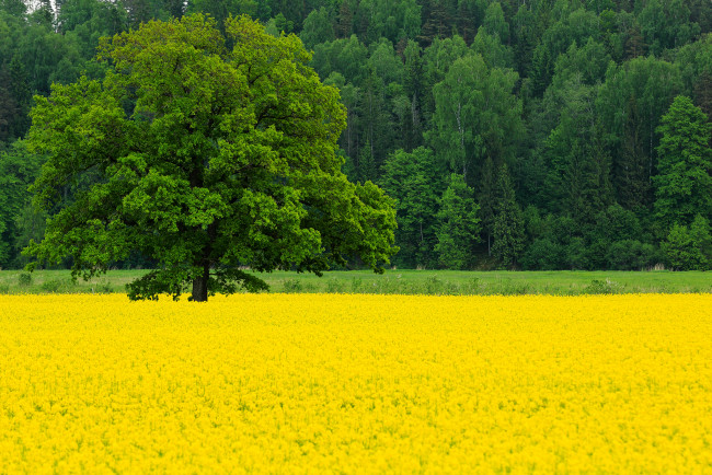 Обои картинки фото природа, поля, весна, май, поле, рапс, цветы, дерево, дуб, деревья, лес