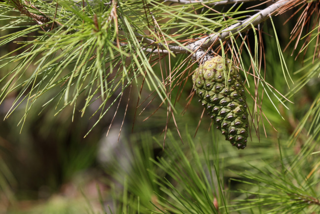 Обои картинки фото природа, шишки, жёлуди, каштаны, ветка, хвоя, шишка