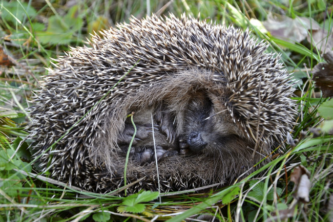 Обои картинки фото животные, ежи, колючки