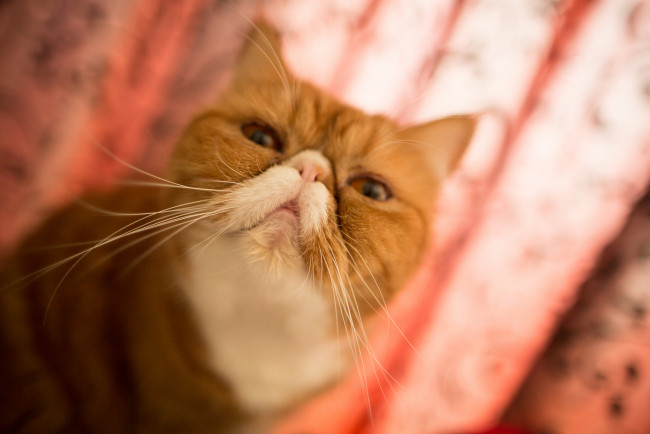 Обои картинки фото животные, коты, экзот, мордашка, боке