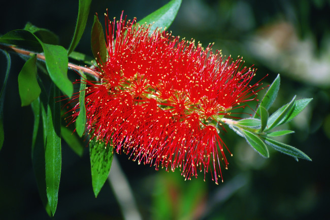 Обои картинки фото цветы, каллистемон, ершик