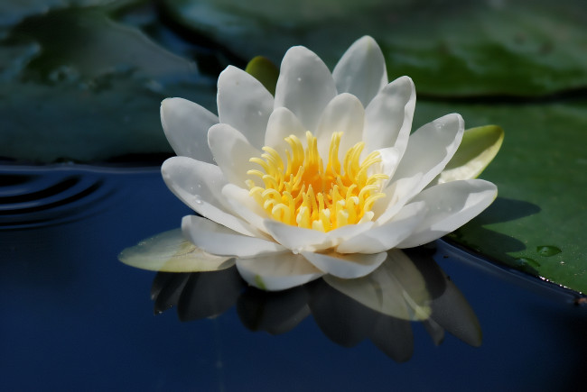 Обои картинки фото цветы, лилии, водяные, нимфеи, кувшинки, макро