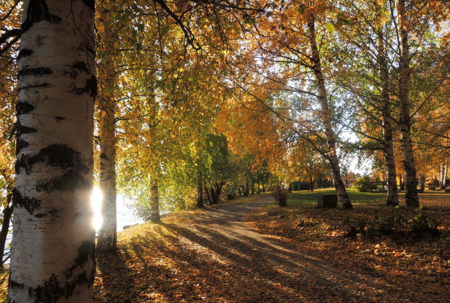 Обои картинки фото природа, парк, свет, осень, лес, тропинка, трава, листва