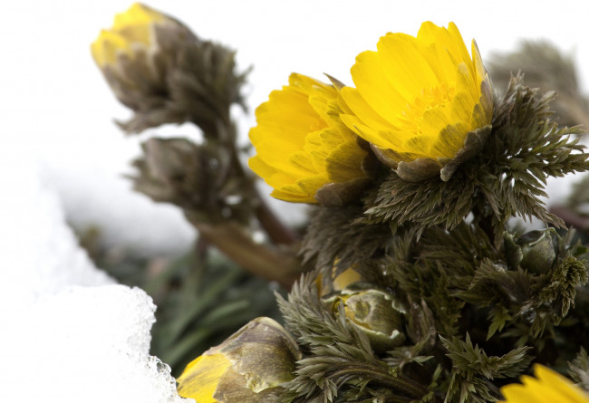 Обои картинки фото цветы, анемоны, адонисы, адонис, горицвет, снег