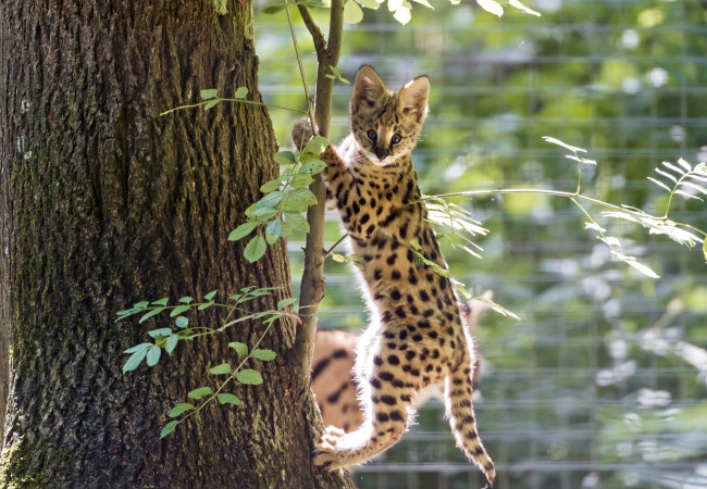 Обои картинки фото животные, сервалы, малыш, дерево