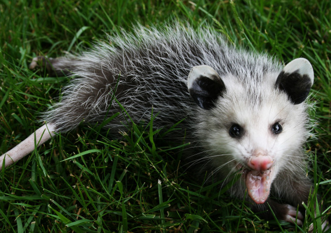 Обои картинки фото животные, опоссумы, хищник
