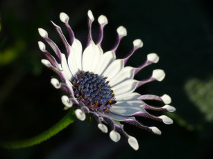 Картинка цветы цветок макро лепестки